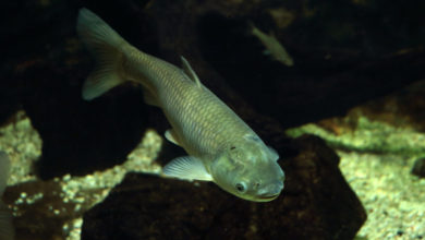 Риби-соні